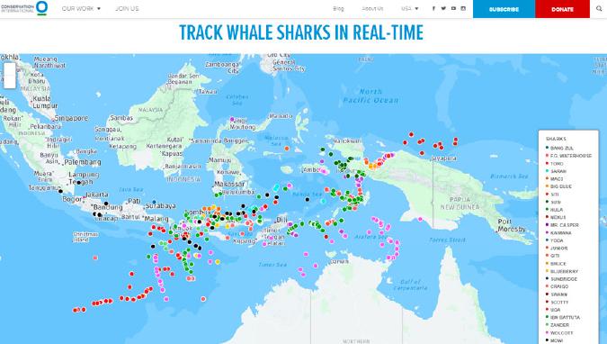 Track Whale Sharks in Real Time